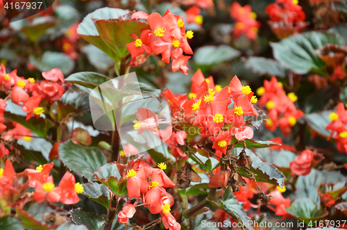 Image of Flowers begonia. Begonia is a flower of extraordinary beauty