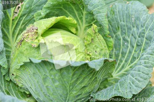 Image of Green cabbage in a farm