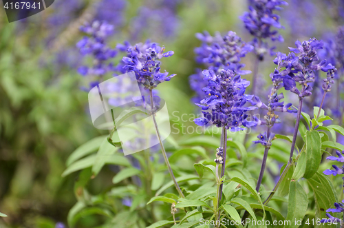 Image of Blooming blue bugleweeds Ajuga