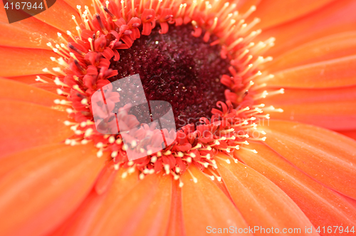 Image of Gerbera flower in a garden