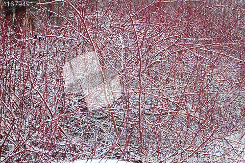 Image of  Derain red bush in winter
