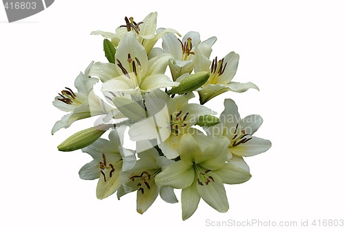 Image of White lily-sphere.