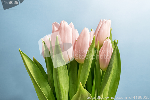 Image of Spring Tulips