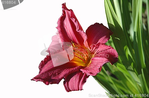 Image of Purple day-lily.