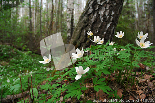 Image of White Flowers in the Woods