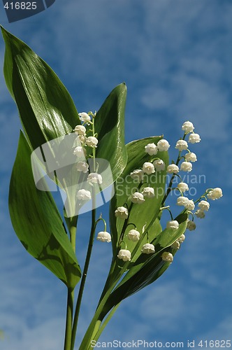 Image of Lily of the valley