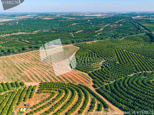 Image of Aerial View Orange Trees Plantation
