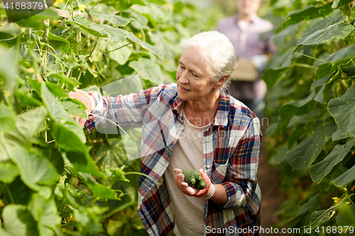 Image of old woman picking cucumbers up at farm greenhouse