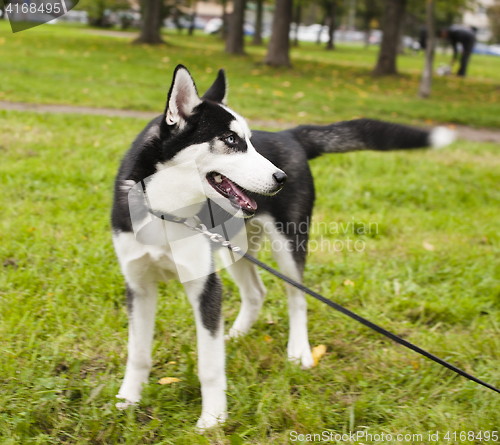 Image of husky dog outside on a leash walking, green grass in park 