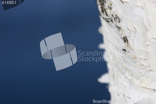 Image of birch