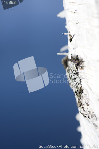 Image of birch
