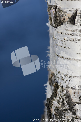 Image of birch