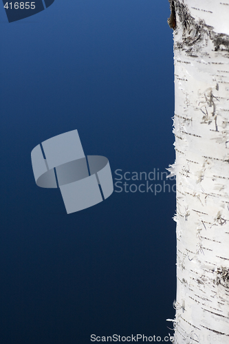 Image of birch