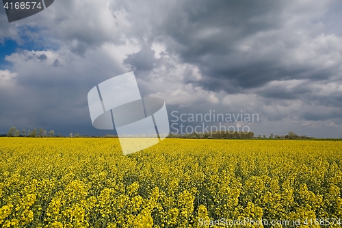 Image of Rapeseed field landscape