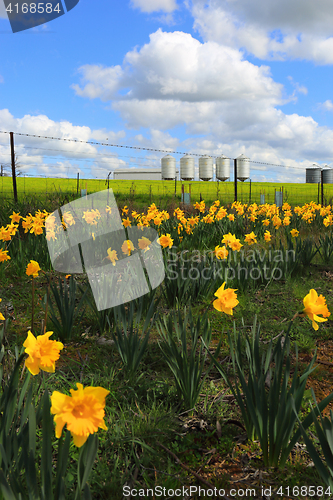 Image of Farm Silos and daffodils