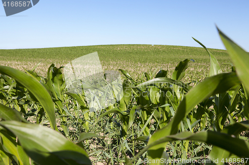 Image of Field of green corn