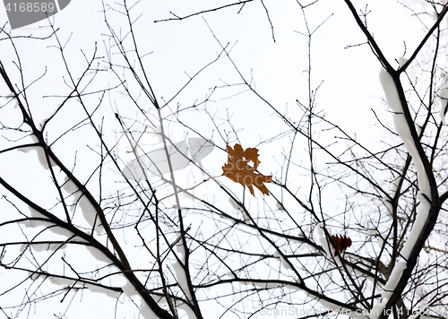 Image of trees in the snow