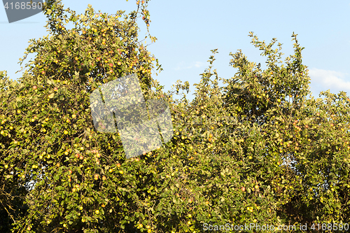 Image of green unripe apples