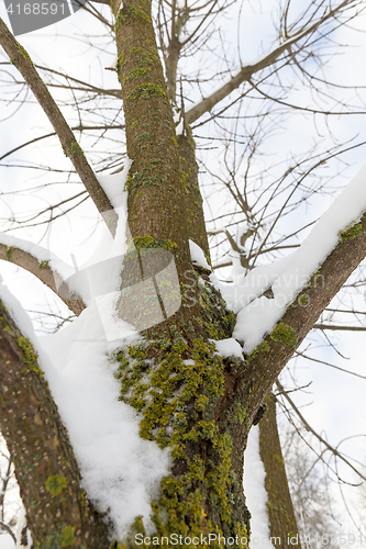 Image of trees covered with snow