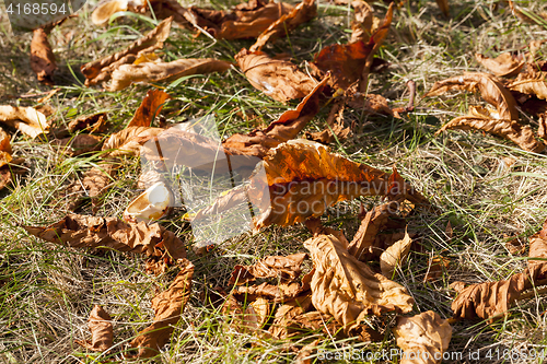 Image of ripe fruit chestnut