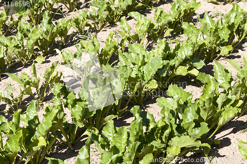 Image of green beet leaves