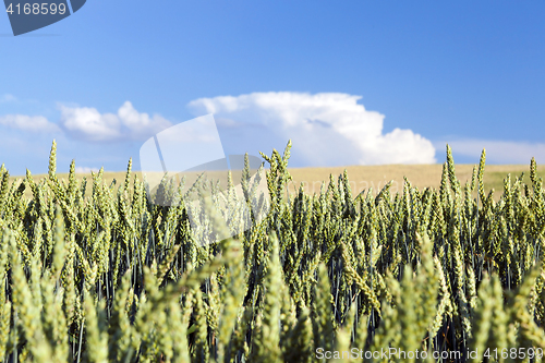 Image of green immature cereals