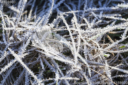 Image of green grass in the frost