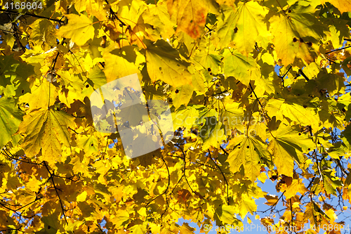 Image of colorful maple leaves