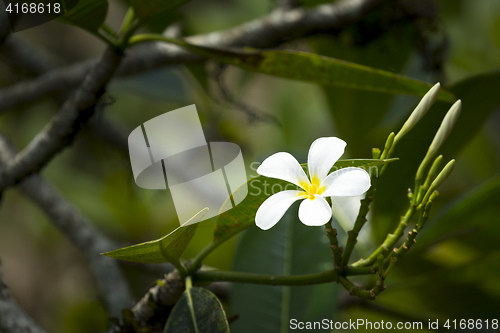 Image of white frangipani flower