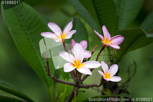 Image of pink frangipani flower