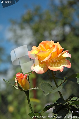 Image of Yellow-pink rose