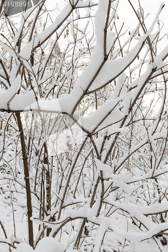 Image of trees covered with snow