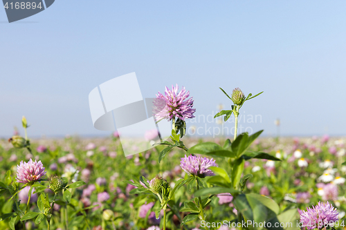 Image of agricultural field with clover