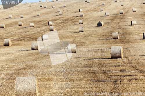 Image of stack of straw in the field