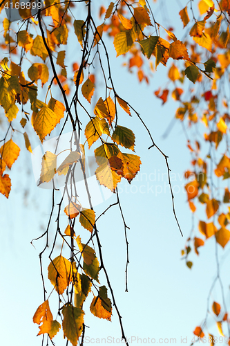 Image of birch in autumn, close-up