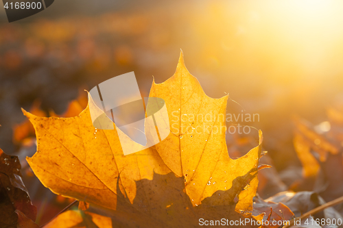 Image of fallen leaves of a maple