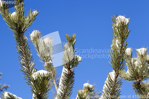 Image of spruce branches, close-up