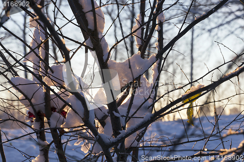 Image of trees in the snow