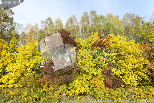 Image of yellowed maple trees in autumn