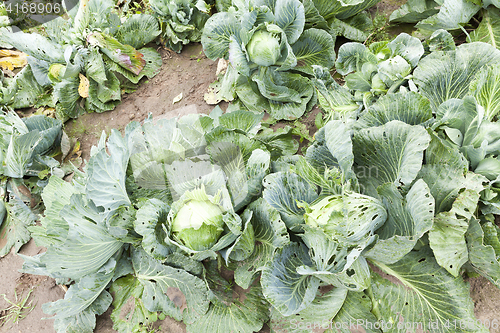 Image of field with green cabbage