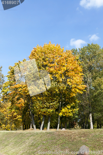 Image of yellowed maple trees in the fall
