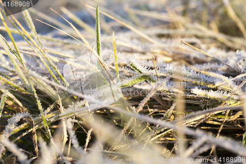 Image of green grass in the frost