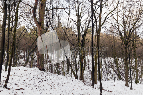 Image of trees in winter forest
