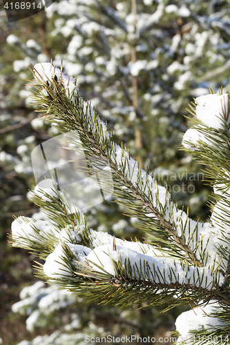 Image of spruce in the snow, winter