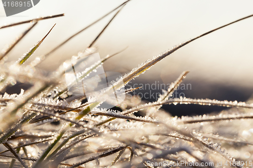 Image of green grass in the frost