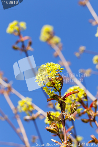 Image of flowering maple tree