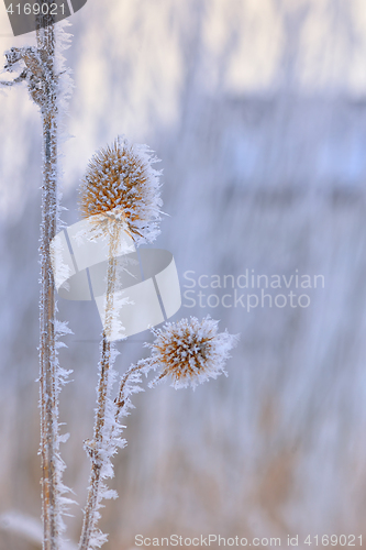 Image of Echinops thistles plant