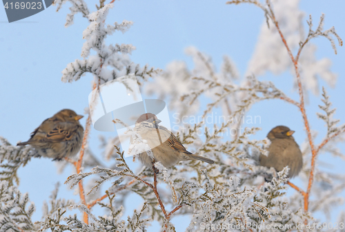 Image of Little Sparrows on pine tree branch 