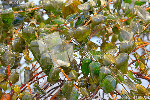 Image of Rain frozen and leaves 