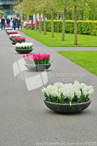 Image of Hyacinth flowers in garden